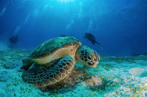 What Is Being Done To Protect The Hawksbill Sea Turtle American Oceans