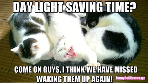 Day Light Saving Time Funny Cat Meme