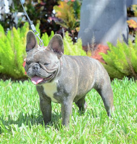 Home of runner up best exhibit in show.french bulldog club of victoria 2012 championship show ~ gage~ aust.ch. Our French Bulldog Dams | French Bulldog Breeders - Poetic ...