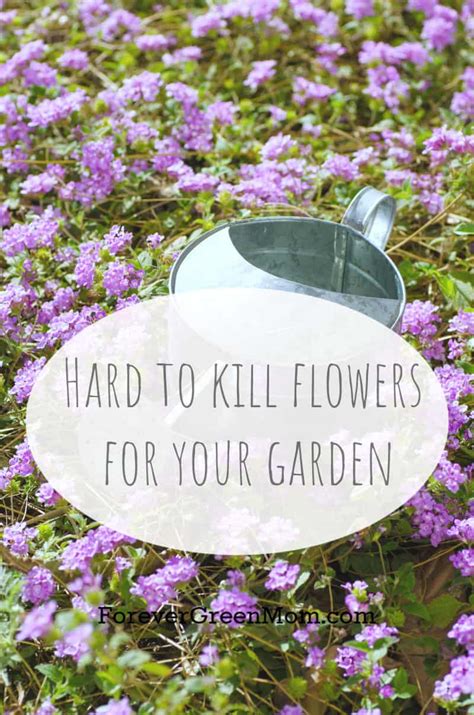 Try These Hard To Kill Flowers For Your Garden