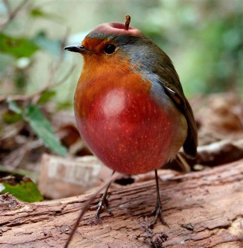 10 Tebak Tebakan Gambar Hewan Gabungan Burung