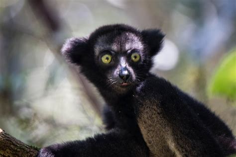 Best Time To See Indri Lemur In Madagascar 2024 When To See Roveme