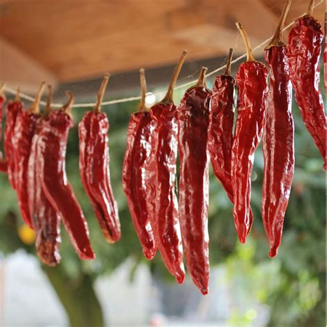 How To Dry Chili Peppers For Best Results Gardensall