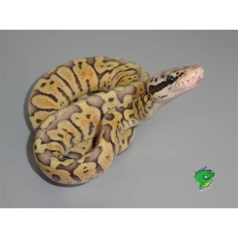 Woma Super Pastel Ball Python Baby Strictly Reptiles Inc