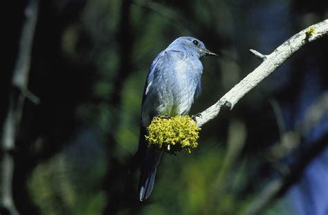 Free Picture Mountain Blue Bird Bird Sialia Currucoides Branch