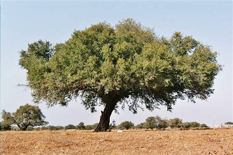 Beautiful You Argan Oil ~ From Moroccos Tree Of Life