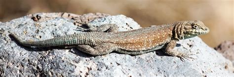 California Lizards Identification And Full Guide