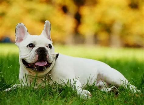 Common Eye Ailments French Bulldogs Must Face
