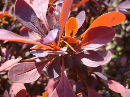 Berberis Thunbergii Atropurpurea Nana Zuurbes Appeltern Adventure