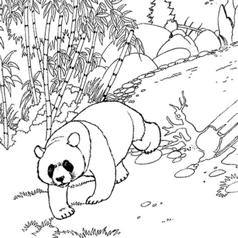 Actualizar Images Silueta De Oso Panda Para Color Vrogue Co