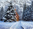 7 Useful Winter Photography Tips
