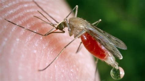 Gm Fungus Rapidly Kills 99 Of Malaria Mosquitoes Study Suggests Bbc