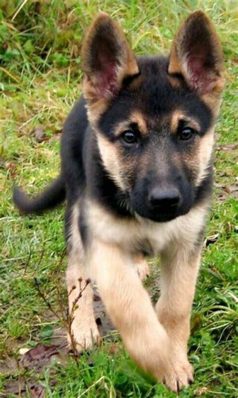 German Shepherd Puppies For Sale In Missouri