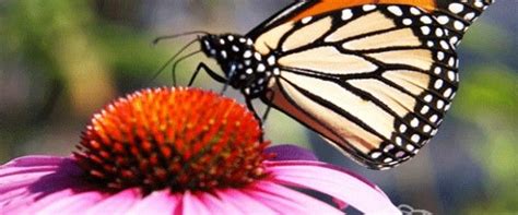 The perennials use smell and color to lure birds and butterflies to their blossoms where they act as pollinators. Perennials.com | Attract butterflies, Best perennials ...