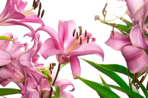Pink Lily Flower Stock Image Image Of Isolated Aroma 164246921