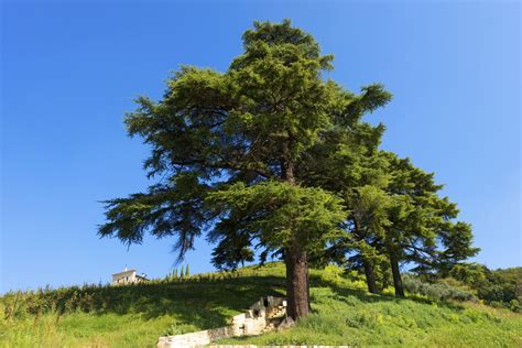 Cedar Tree Of Lebanon Facts Identification Uses Pictures