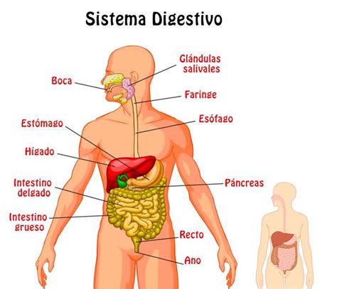 1 FunciÓn Del Sistema Digestivo Este Proceso Puede Definirse En 4