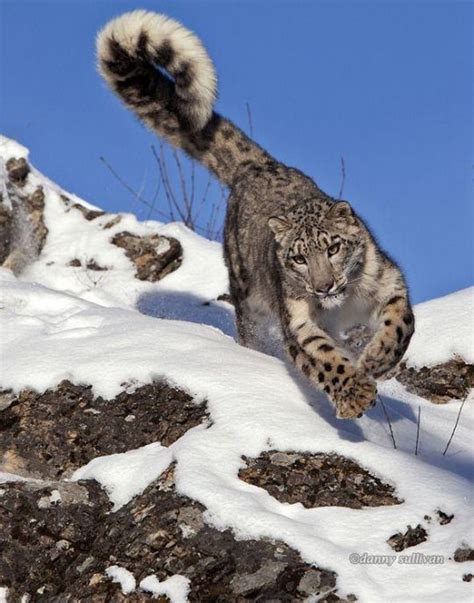 Why Do Snow Leopards Have Such Long Tails