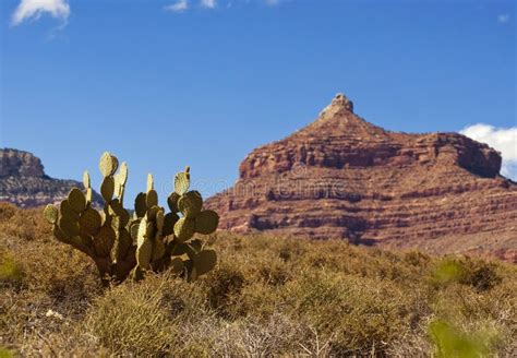 Grand Canyon Cactus Stock Image Image Of Breathtaking 56228643