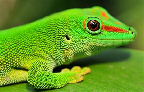 Day Gecko Phelsuma Reptiles And Amphibians Lizard Gecko