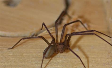The Most Dangerous Spiders In North America Payne Pest Pest
