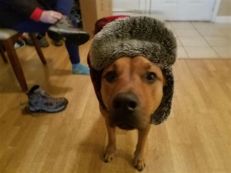 Doggo With His Hat Dogswearinghats