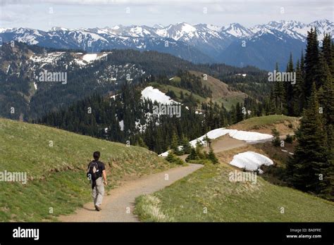 Hiker On Hurricane Ridge Trail Olympic National Park Washington