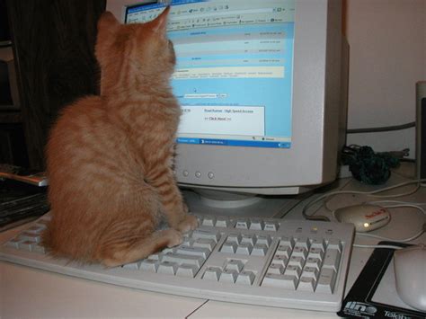 If you work on a laptop, you likely know that the joy of your cat's company can easily turn into annoyance as he or she takes over your keyboard, sending emails accidentally, getting in the way of. Paw Sense, Cat-Proof Your Computer — Think Steez