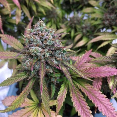 Ethos Genetics Pina Auto R Bx2 Grow Journal By Neo420 Growdiaries