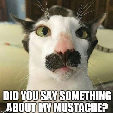 Image Tagged In Catsfunny Catsmustache Imgflip