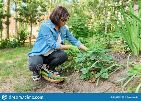 Woman Using Gardening Tools Shovel To Remove Weeds From A Bed With