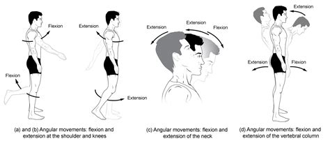 Types Of Body Movements Anatomy And Physiology I