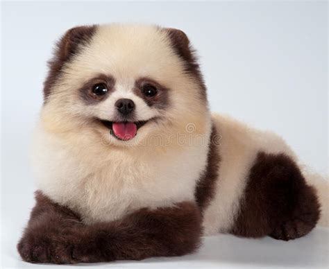 The Spitz Dog Painted Under A Panda Stock Photo Image Of