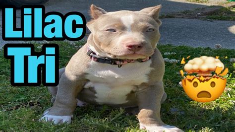 Tri pitbull puppies for sale, it a common search but the results are always different. OUR NEW LILAC TRI PUPPY!!!! Off of the worlds largest Blue Pit Bull!!! - YouTube