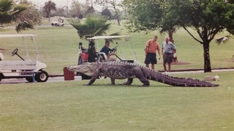 Photo Captures Huge Alligator Roaming Florida Golf Course
