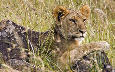 Animals Mara Male Africa Lions Kenya Wallpapers Hd