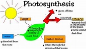 Two Stages of Photosynthesis | Sciencing