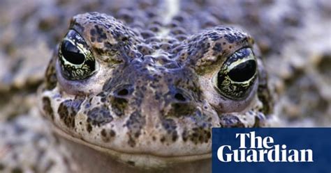 In Pictures Million Ponds For Uks Newts And Toads Environment The