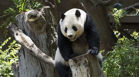 National Panda Day 2020 Date Know Significance Behind The Celebration
