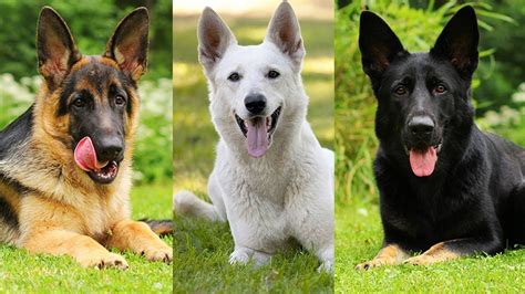 Why German Shepherd Puppies Are Great Pets German Shepherd Breeds