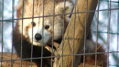 Its range includes southern tibet, sikkim and assam in india, bhutan, the northern. Time is running out for Mill Mountain Zoo's "Name the Baby ...