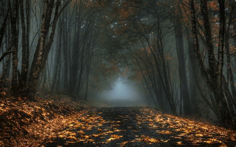 Autumn Fog Wallpaper