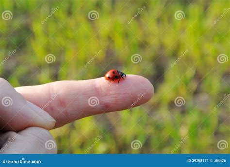 Lady Bug On A Finger Stock Image Image Of Green Lady 39298171