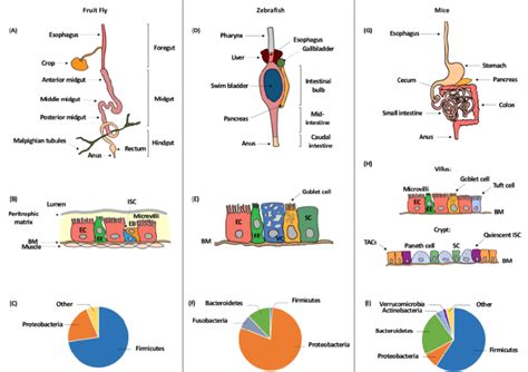 The Gut Structure And Normal Flora Of Different Model Organisms