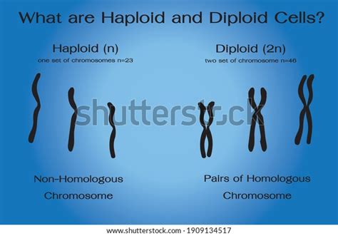 Differences Between Diploid Haploid Chromosomes Stock Vector Royalty