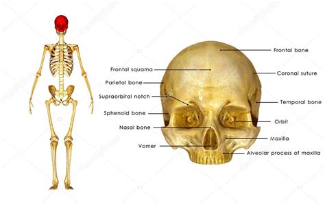Skull Upper Part Anatomy — Stock Photo © Sciencepics 72991901