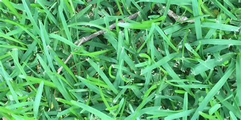 Grass Identification Lawnsite Is The Largest And Most