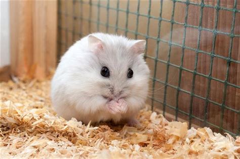 Chinese Dwarf Hamster Care Pet Ponder