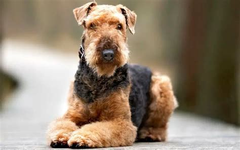 Airedale Terriers Dogs Breed Facts And Information