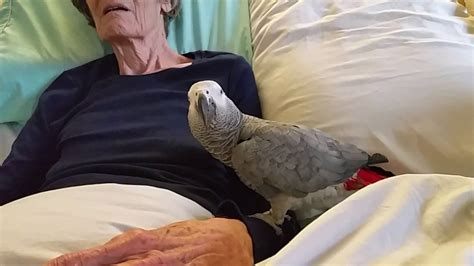 Grieving Parrot Love Has No Limits African Grey Parrot Parrot